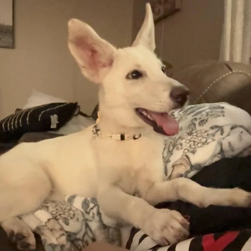 A baby medium-sized female Yellow / Tan / Blond / Fawn German Shepherd Dog dog named Zuri for adoption in Crosby, TX