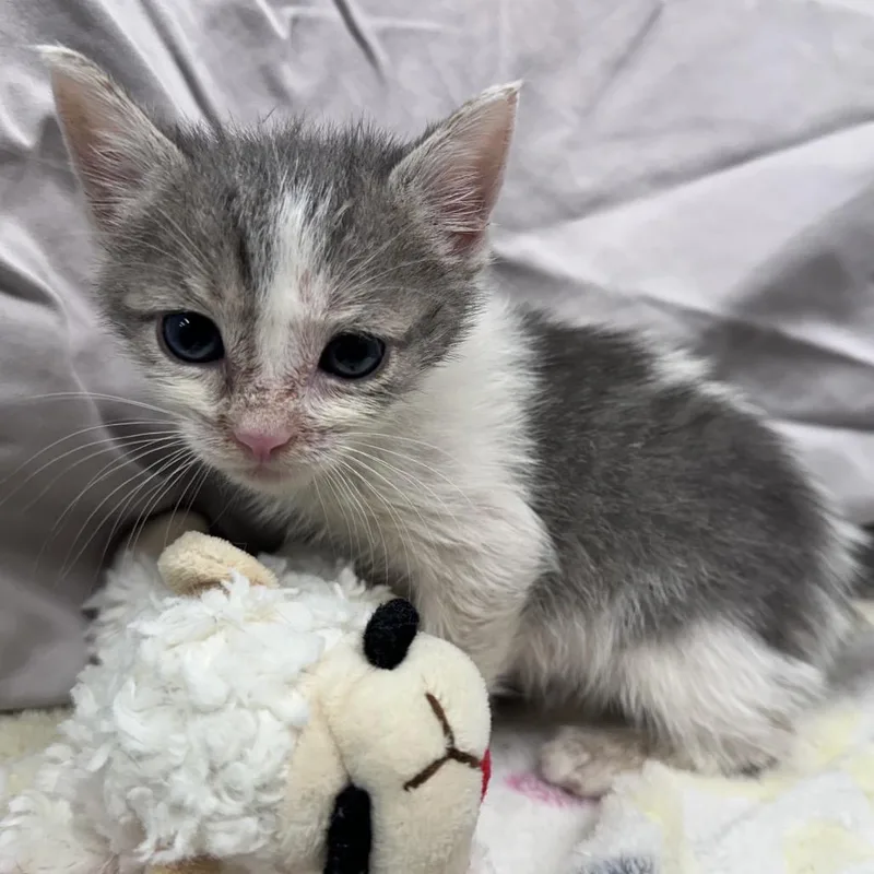 A baby small-sized male White Domestic Short Hair cat named Kiwi for adoption in Mount Vernon, IN