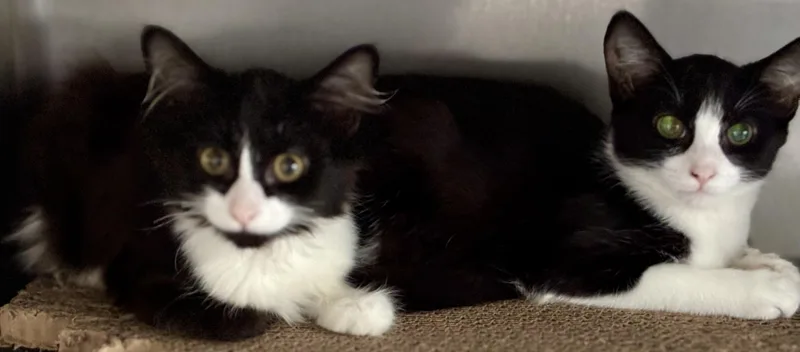 A young small-sized female Domestic Long Hair cat named Match and Roxy for adoption in Sandusky, MI
