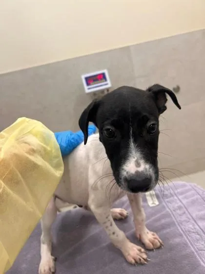 A baby small-sized male Mixed Breed dog named Dino for adoption in Honolulu, HI