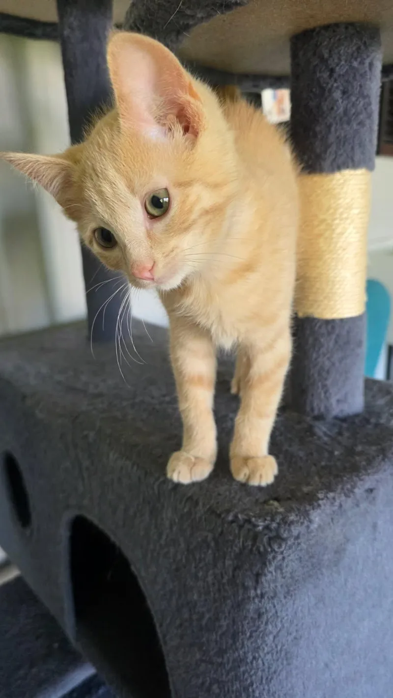 A baby small-sized male Domestic Short Hair cat named Disney for adoption in Forest Lake, MN
