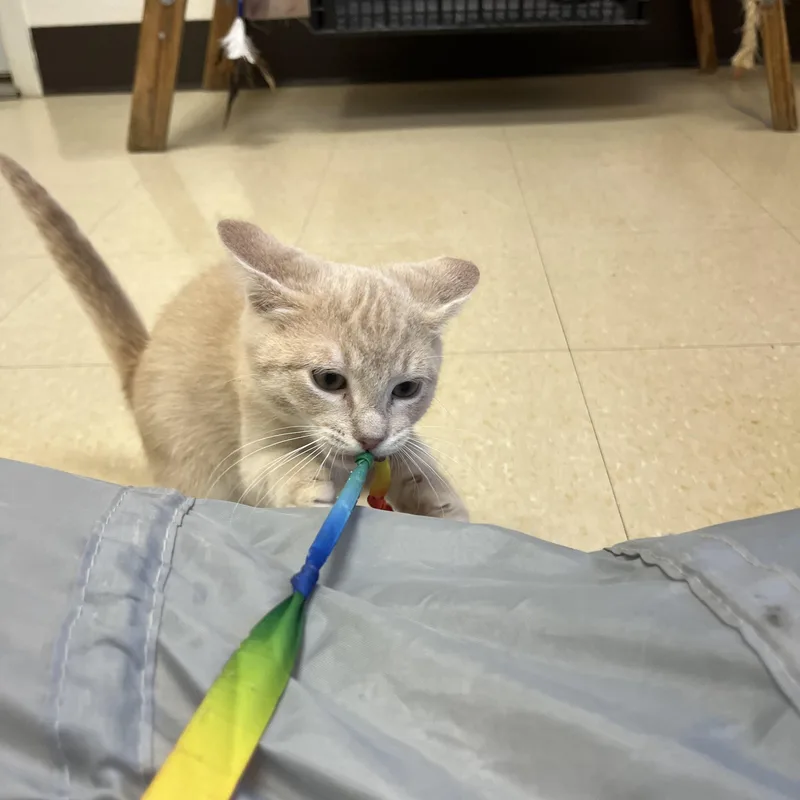 A baby medium-sized male Buff & White Domestic Short Hair cat named Wheat Thin for adoption in Red Wing, MN