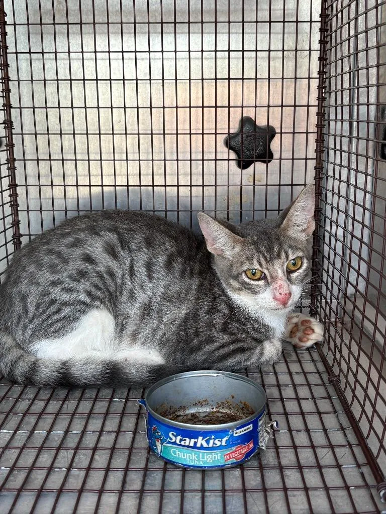 A young small-sized male Domestic Short Hair cat named Dj for adoption in New Braunfels, TX