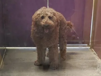 An adult large-sized male Standard Poodle dog named Lamont for adoption in Kansas City, MO