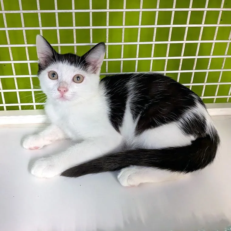 A baby medium-sized male Black & White / Tuxedo Domestic Short Hair cat named Campbell for adoption in Lake Monroe, FL