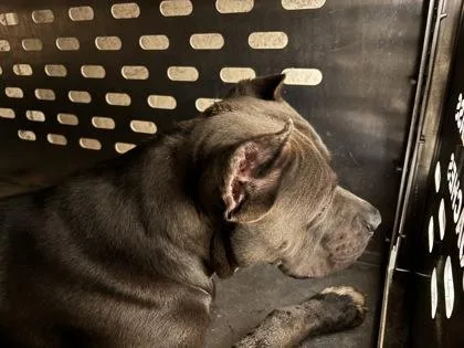 An adult extra large-sized male Cane Corso dog named Ajax for adoption in Cumming, GA