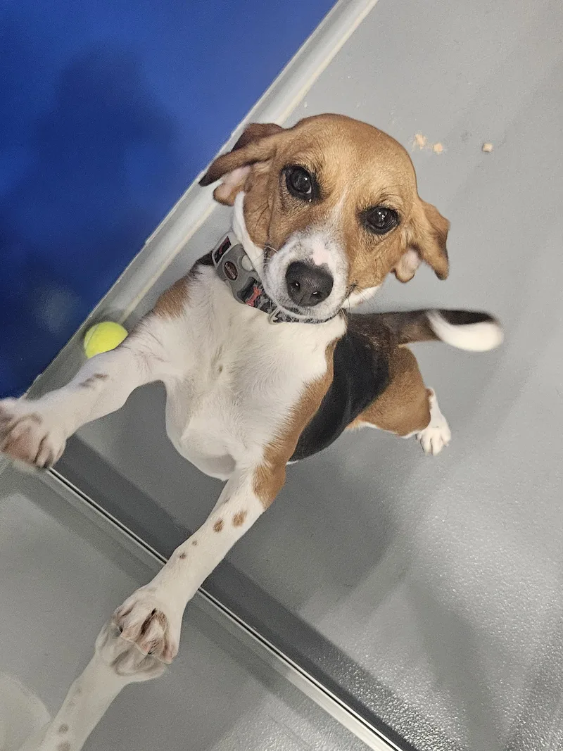 A young small-sized female Tricolor (Brown, Black, & White) Beagle dog named Matilda for adoption in Kalamazoo, MI