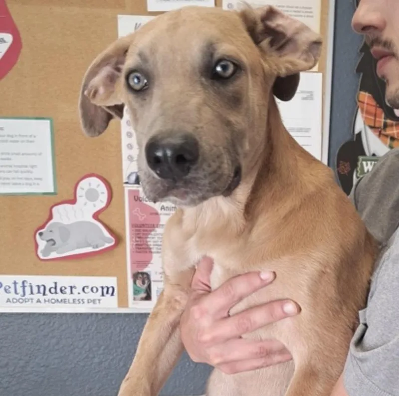 A baby medium-sized male White / Cream Cattle Dog dog named Clarence for adoption in Hollister, MO