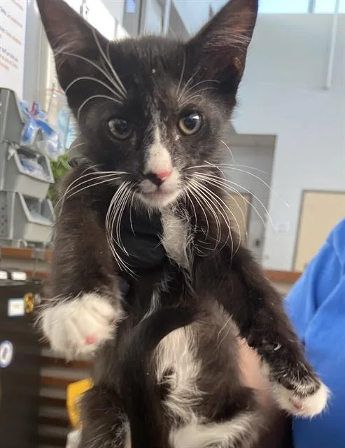 A baby medium-sized male Domestic Short Hair cat named Michelangelo for adoption in Dallas, TX