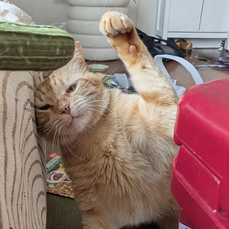 An adult small-sized male Orange / Red Domestic Short Hair cat named Rocket for adoption in Costa Mesa, CA
