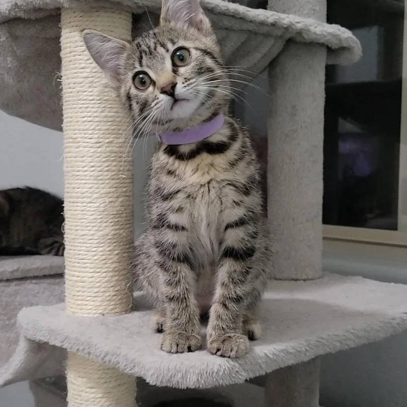 A baby medium-sized female Tabby (Gray / Blue / Silver) Domestic Short Hair cat named Meredith for adoption in Litchfield Park, AZ