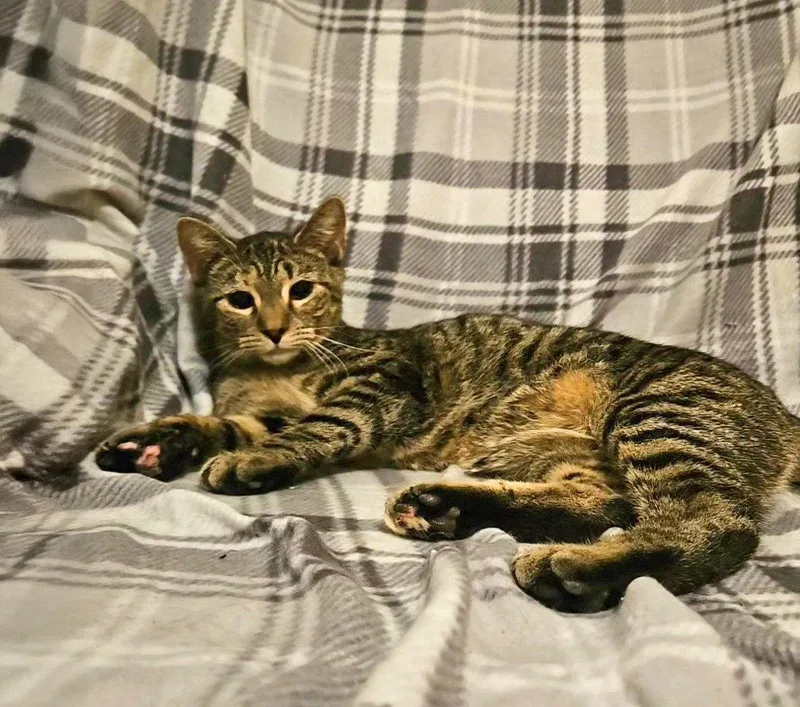 A young medium-sized female Domestic Short Hair cat named Sabrina for adoption in Forest, VA
