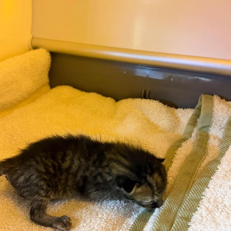 A baby small-sized male Gray / Blue / Silver Domestic Short Hair cat named Optimus Prime for adoption in Pauls Valley, OK