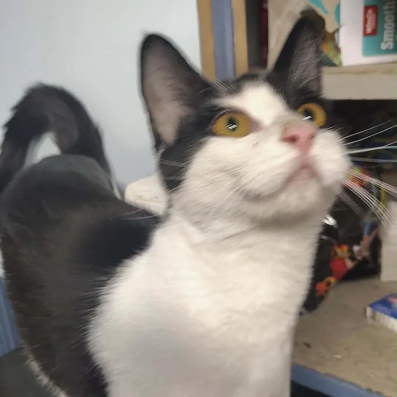 A young small-sized female Black Domestic Short Hair cat named Harley for adoption in Layton, UT