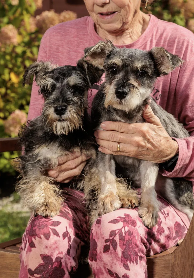 A baby small-sized male Miniature Schnauzer dog named Macarthur Park And Stewart for adoption in Chester Springs, PA