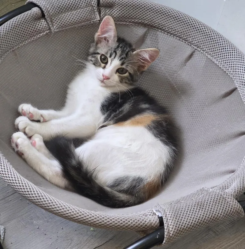 Lady Whiskerworth