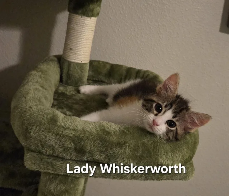 Lady Whiskerworth thumbnail 4