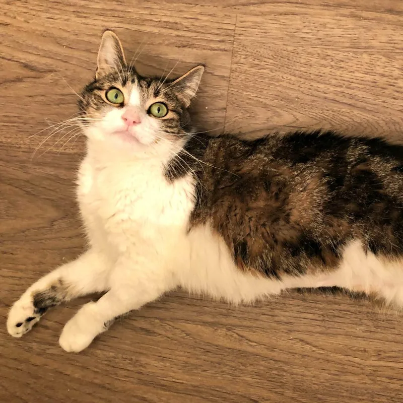 A senior medium-sized female Domestic Short Hair cat named Lily for adoption in Los Angeles, CA