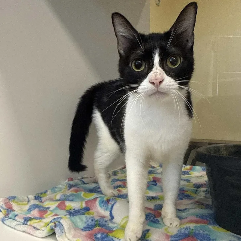An adult medium-sized female Black Domestic Short Hair cat named Destiny for adoption in Beaumont, TX