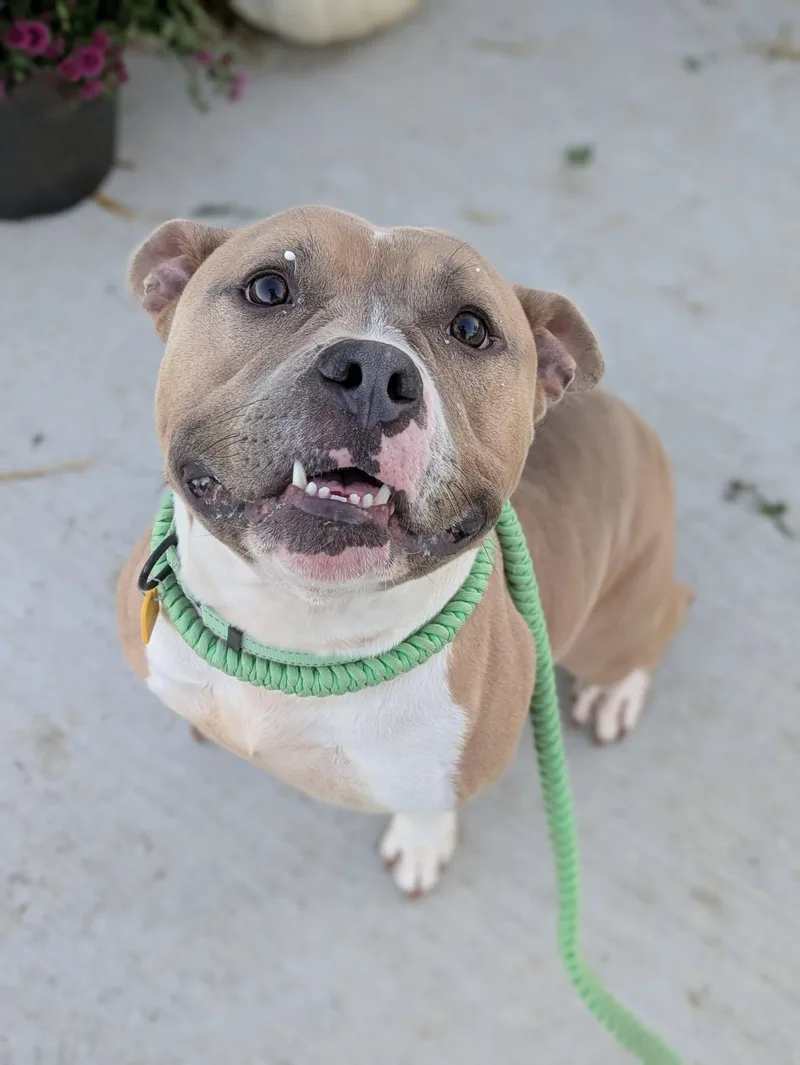 A young medium-sized male Pit Bull Terrier dog named Arnold for adoption in Cleveland, OH