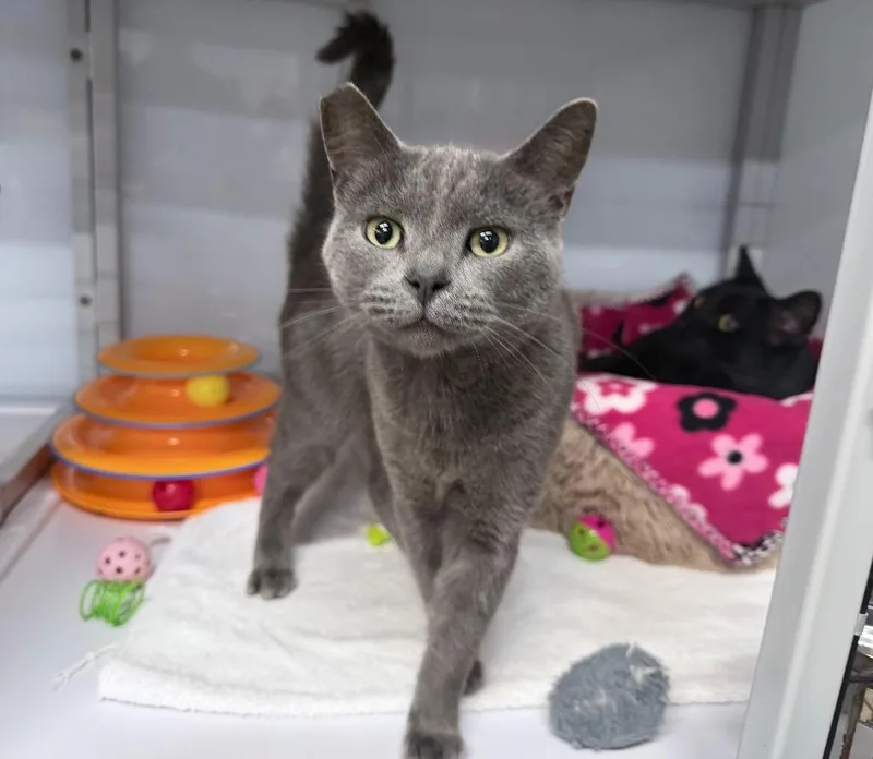 A young medium-sized female Domestic Short Hair cat named Sandalwood for adoption in Raleigh, NC