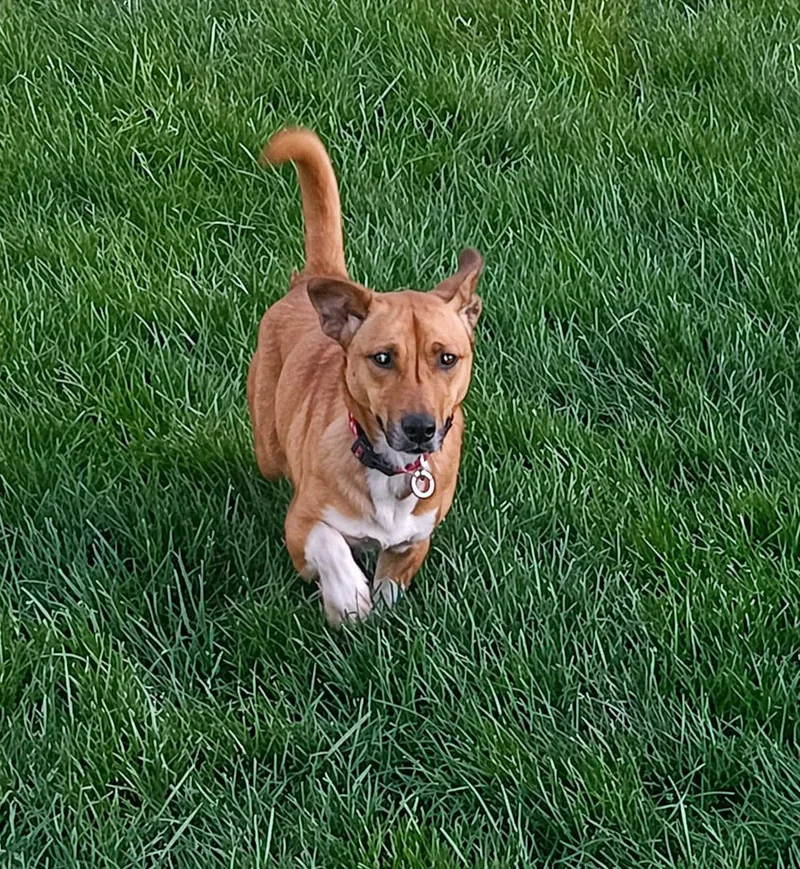 An adult medium-sized female Corgi dog named Gracie Lou Freebush for adoption in Powell, OH