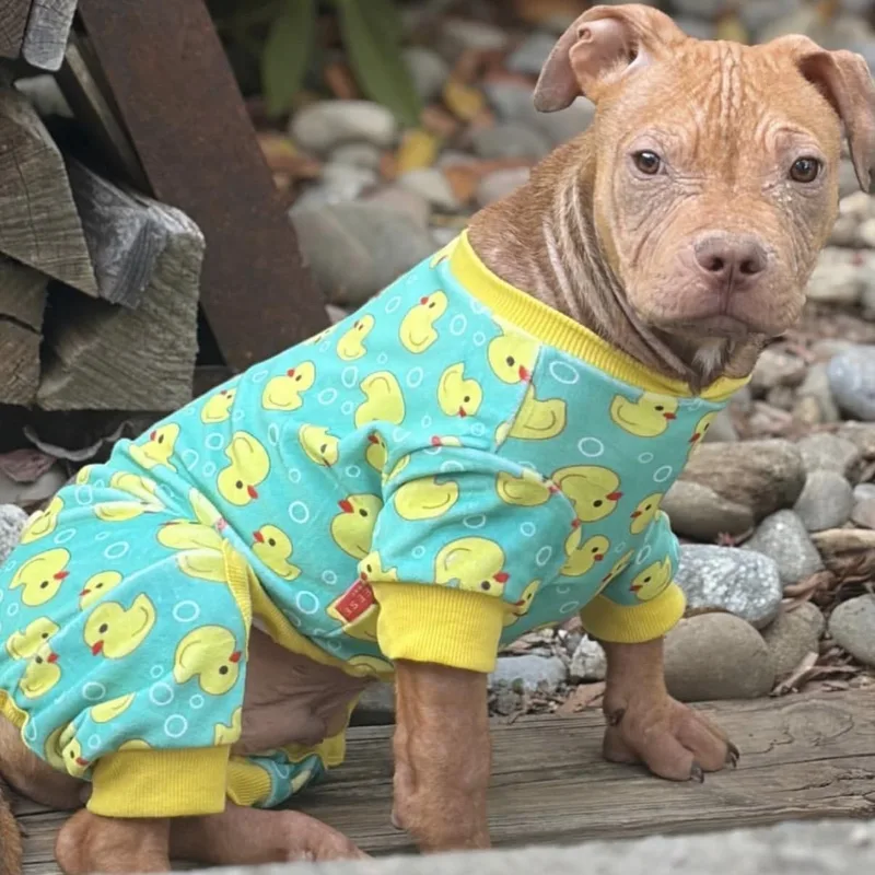 A baby medium-sized male Pit Bull Terrier dog named Melvin for adoption in Charlotte, NC