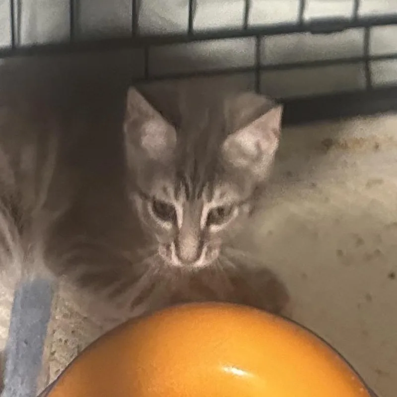 A young medium-sized female Gray / Blue / Silver Domestic Short Hair cat named Ivory for adoption in Mount Laurel, NJ