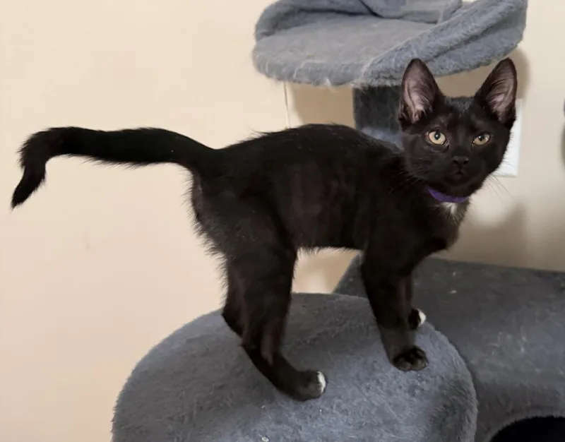 A baby small-sized male Domestic Short Hair cat named Danny Torrance for adoption in Ferndale, MI