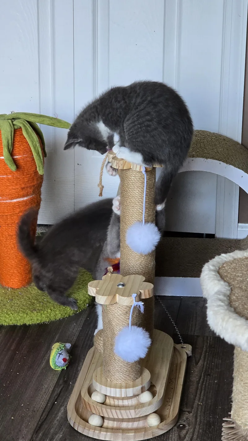 A baby small-sized female Domestic Short Hair cat named Quack for adoption in BREINIGSVILLE, PA