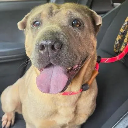 A young medium-sized female Shar-Pei dog named Jessie for adoption in Brooksville, KY