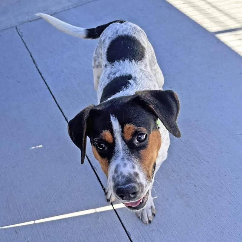 A baby medium-sized male Mixed Breed dog named Milo for adoption in Hailey, ID