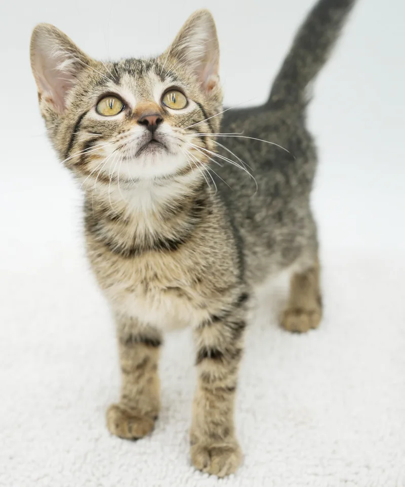 Benji is the CUTEST thumbnail 2
