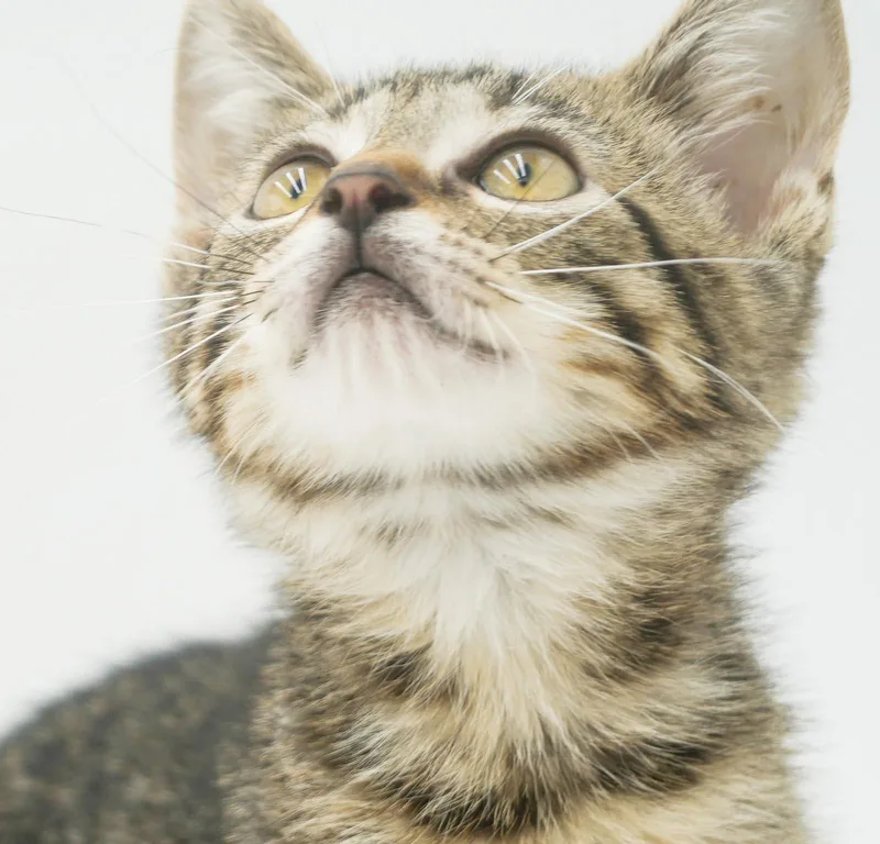 Benji is the CUTEST thumbnail 3