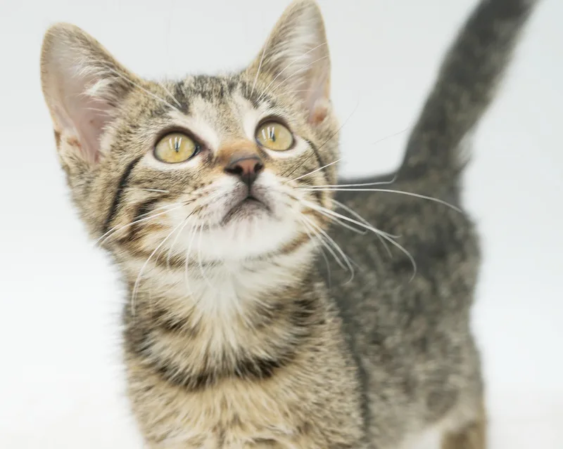 Benji is the CUTEST thumbnail 4
