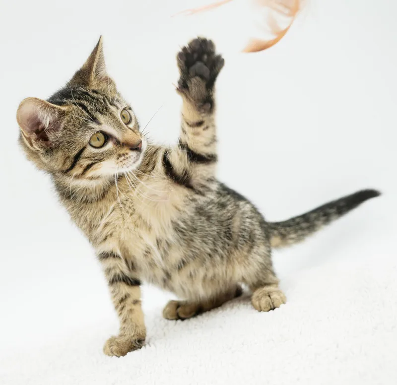Benji is the CUTEST thumbnail 5