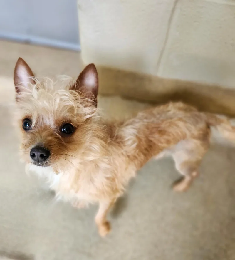 A young small-sized male Chihuahua dog named Rafiki for adoption in Holbrook, NY