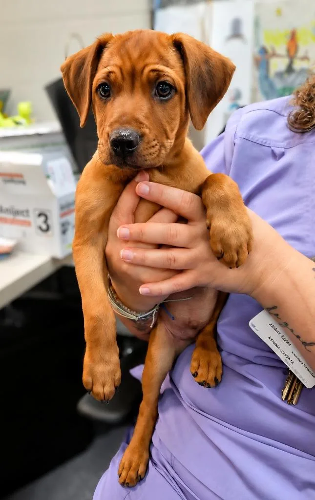 A baby small-sized male Mixed Breed dog named Jimothy The Unlicensed Biscuit for adoption in Rome, GA