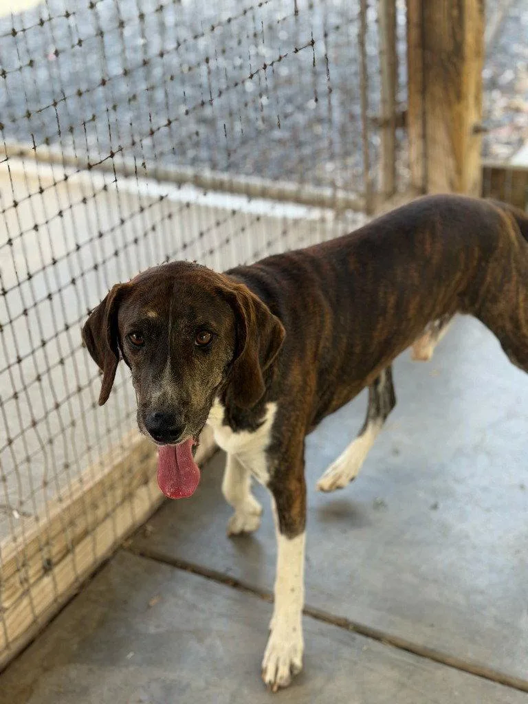 An adult medium-sized male Irish Setter dog named Bleu for adoption in Lovingston, VA