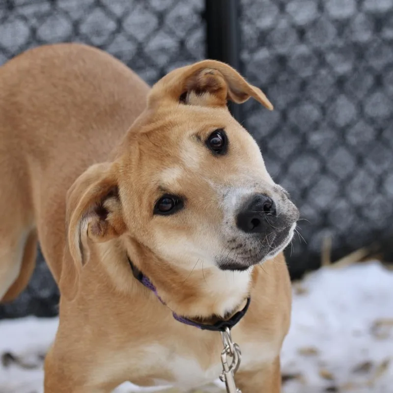 A young small-sized male Yellow / Tan / Blond / Fawn Labrador Retriever dog named Jumba for adoption in Briarcliff Manor, NY