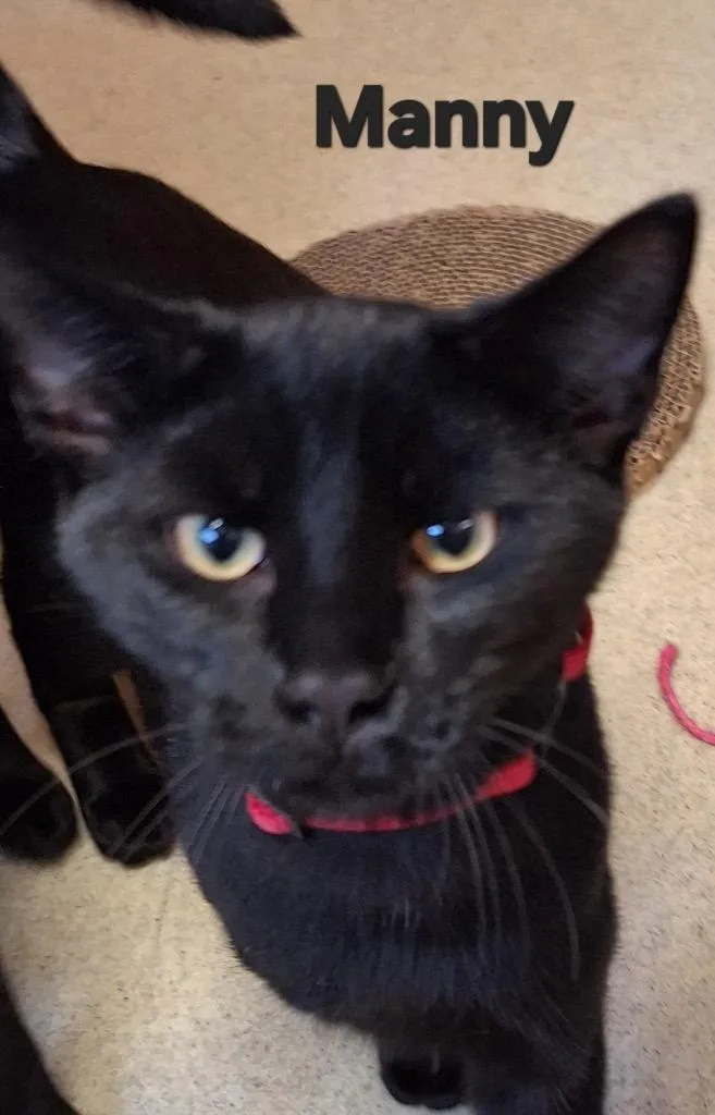 A baby medium-sized male Domestic Short Hair cat named Manny for adoption in Westfield, NY