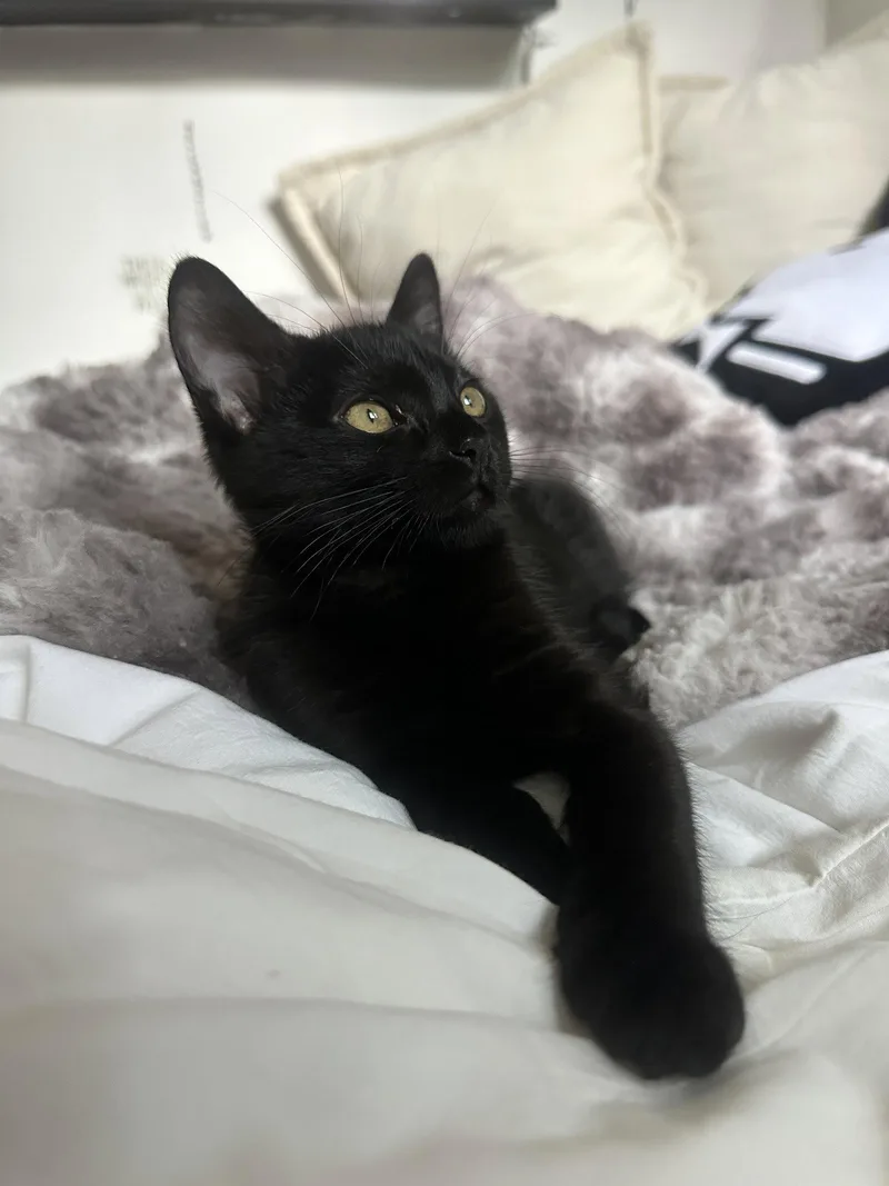 A baby medium-sized female Black Domestic Short Hair cat named Dory for adoption in Los Angeles, CA