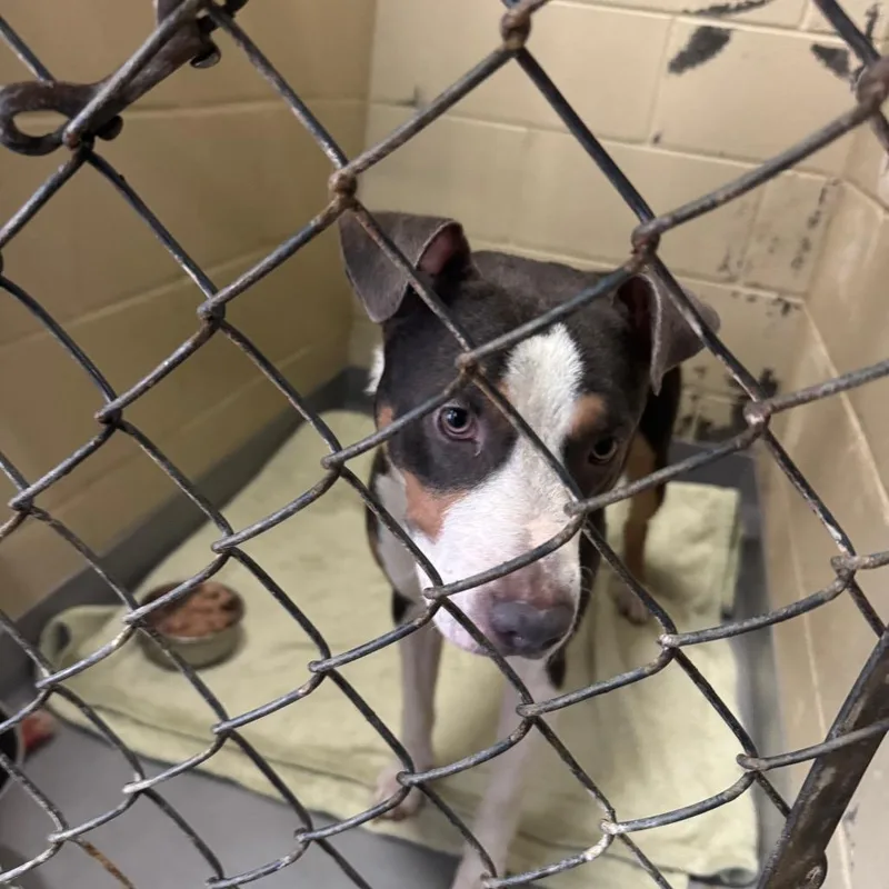 An adult medium-sized male Black Mixed Breed dog named Cuz for adoption in Columbus, GA