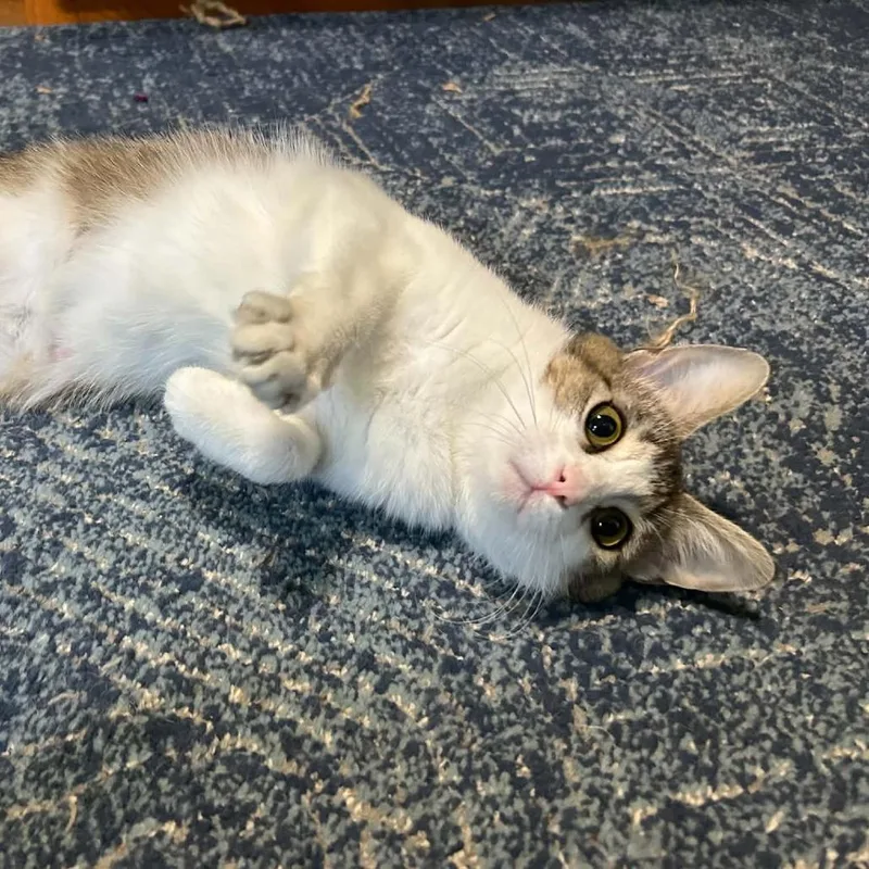 An adult medium-sized female Brown / Chocolate Domestic Short Hair cat named Camille for adoption in Lyndhurst, VA