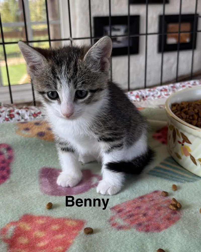 Benny & Joon thumbnail 4