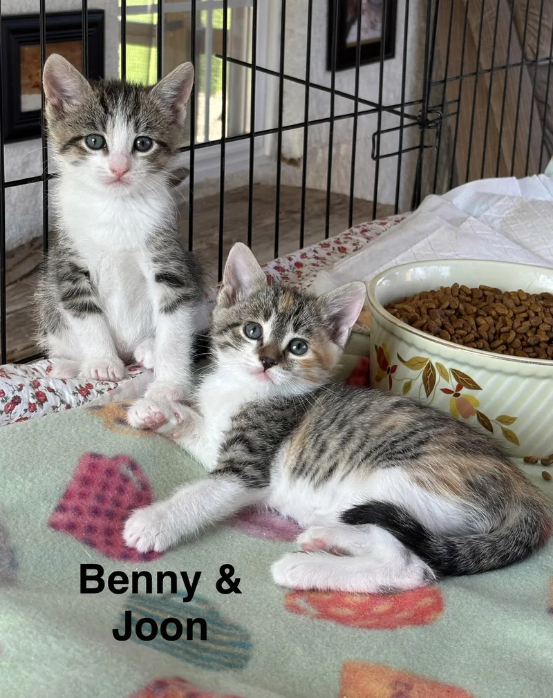 Benny & Joon thumbnail 5