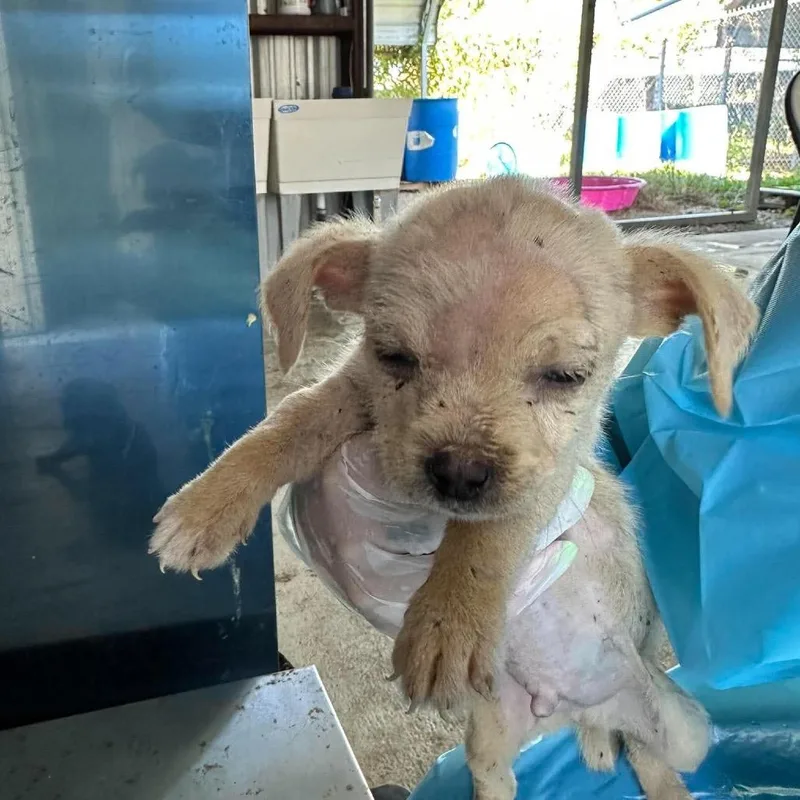 A baby small-sized male Chihuahua dog named Emmett for adoption in Bastrop, TX