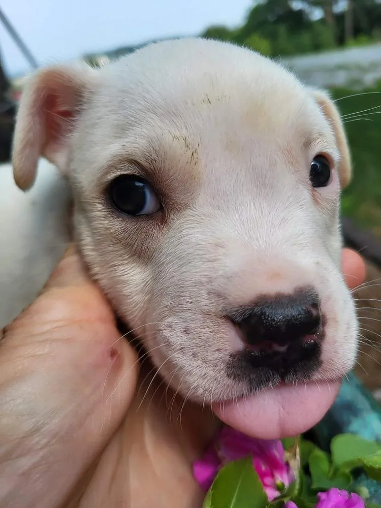 A baby large-sized male White / Cream Pit Bull Terrier dog named Charles Dickens for adoption in Pottstown, PA