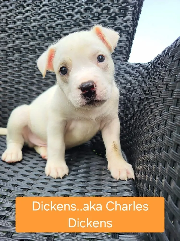 Charles Dickens thumbnail 6