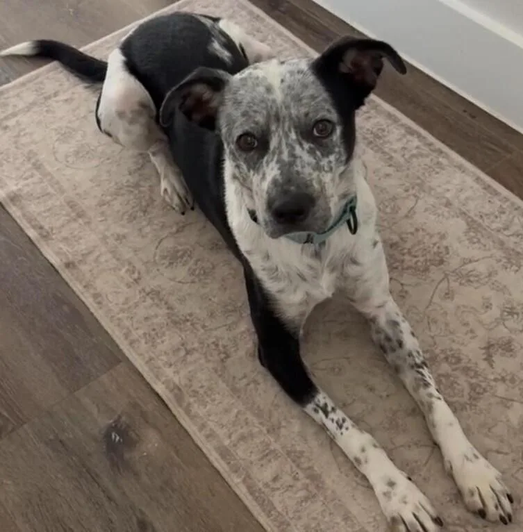 Blu